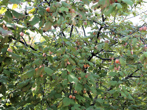 Diospyros virginiana