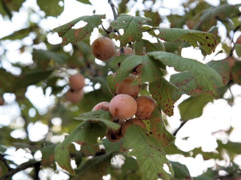 Diospyros virginiana