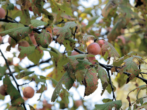 Diospyros virginiana