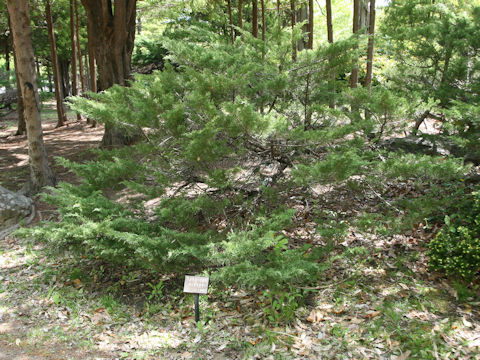 Juniperus horizontalis 'Youngstown'