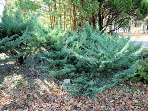 Juniperus horizontalis 'Youngstown'