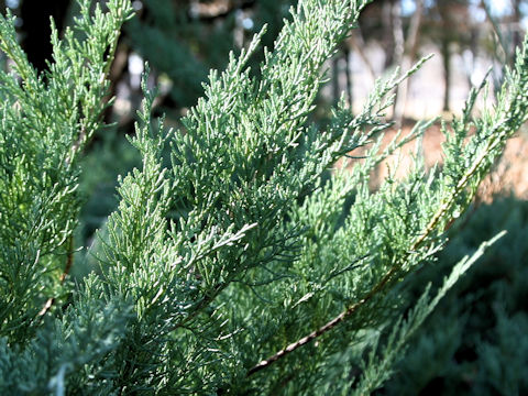 Juniperus horizontalis 'Youngstown'