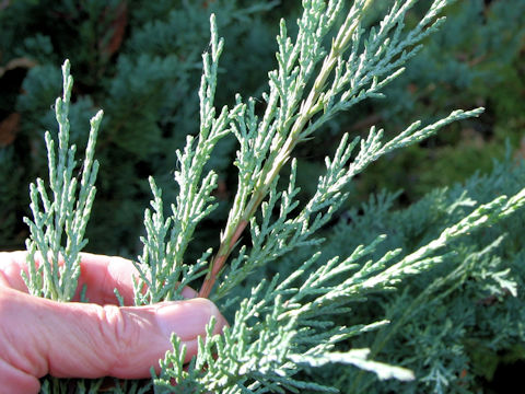 Juniperus horizontalis 'Youngstown'