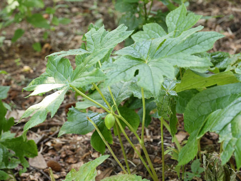 Podophyllum peltatum