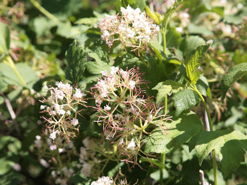 Viburnum trilobum