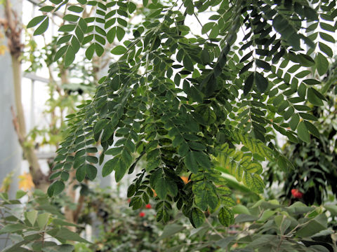 Samanea saman