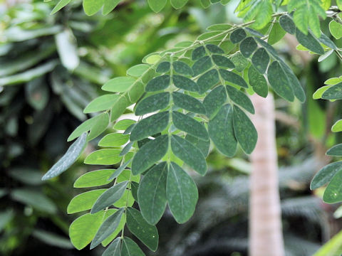 Samanea saman