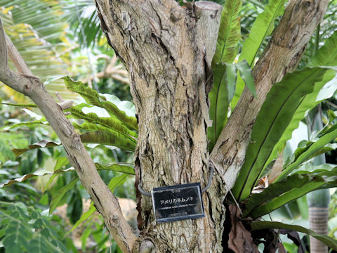Samanea saman