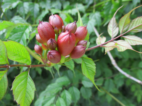 Campsis radicans