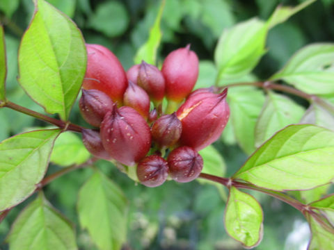 Campsis radicans