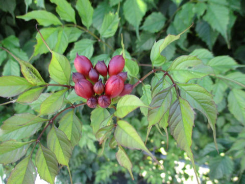 Campsis radicans