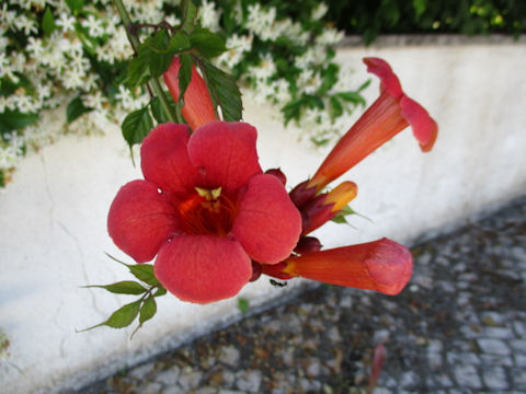 Campsis radicans