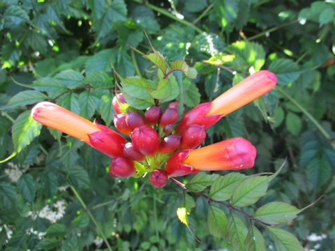 Campsis radicans