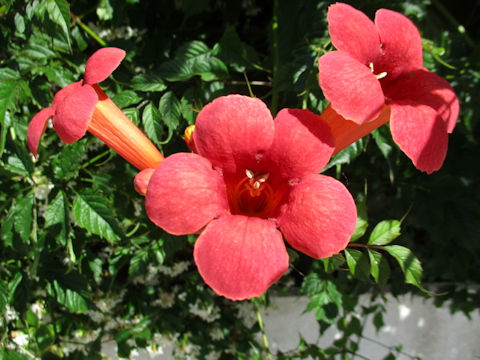 Campsis radicans