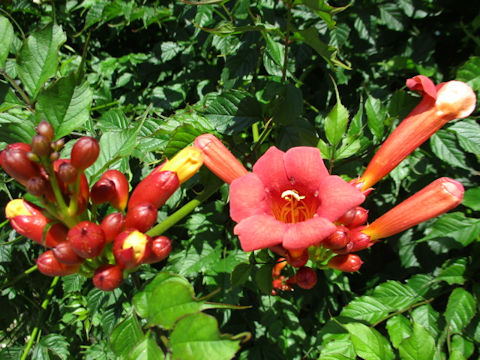 Campsis radicans