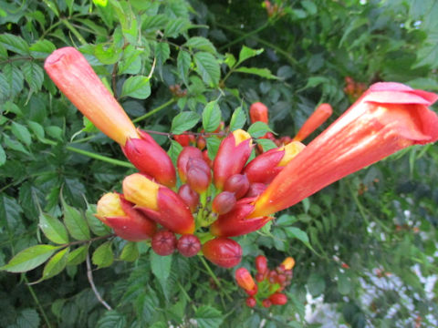 Campsis radicans