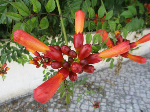 Campsis radicans