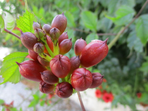 Campsis radicans