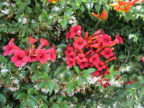 Campsis radicans