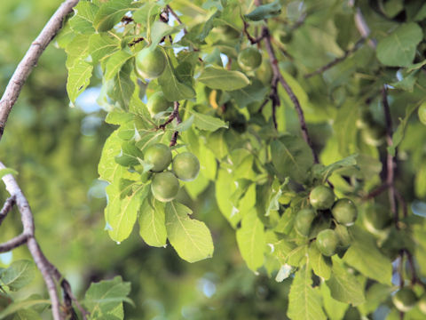 Prunus americana