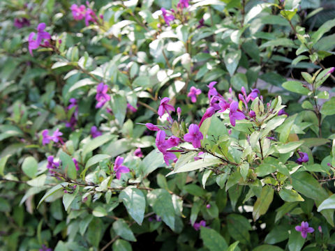 Pseuderanthemum laxiflorum