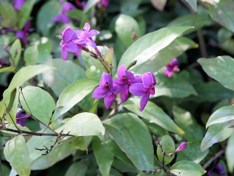 Pseuderanthemum laxiflorum