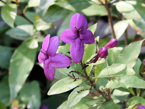 Pseuderanthemum laxiflorum