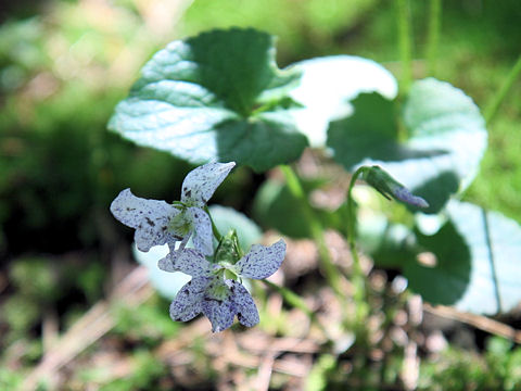 Viola sororia cv. Freckles