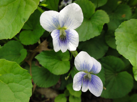 Viola sororia cv. Priceana