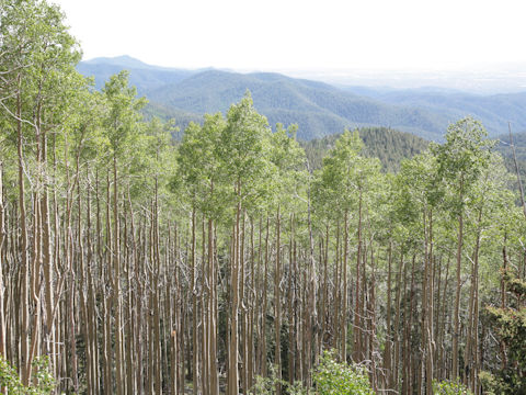 Populus tremuloides