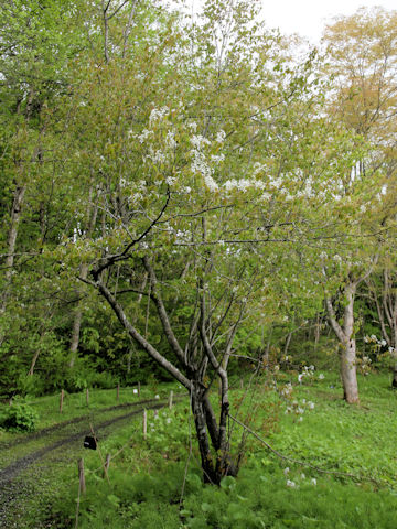 Amelanchier canadensis