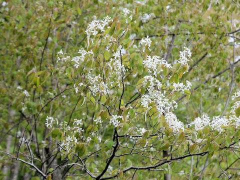 Amelanchier canadensis