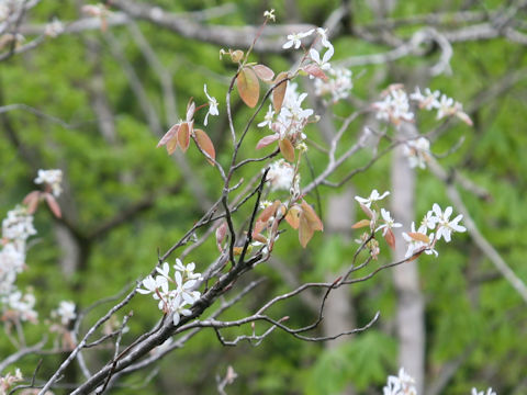 Amelanchier canadensis