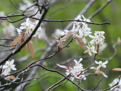 Amelanchier canadensis