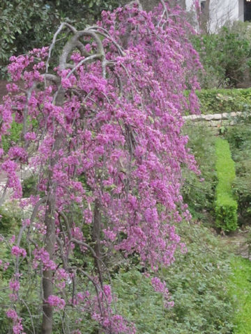 Cercis canadensis