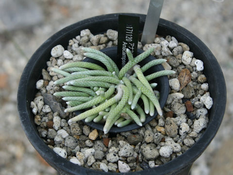 Anacampseros specksii