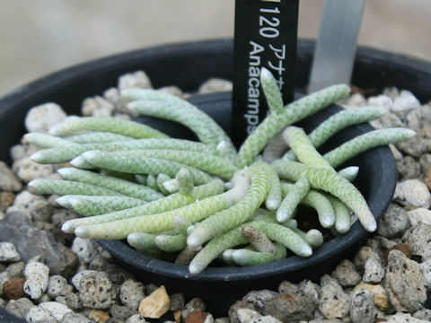 Anacampseros specksii