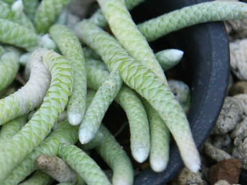 Anacampseros specksii
