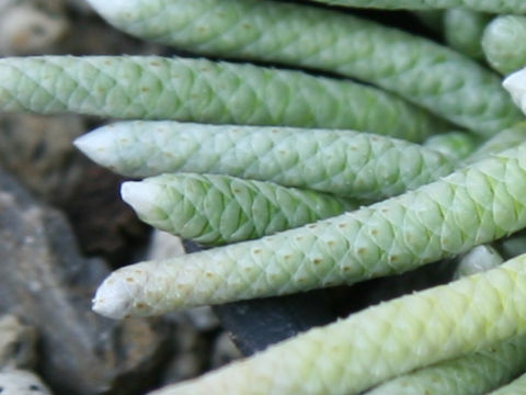 Anacampseros specksii