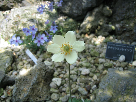 Anemone magellanica