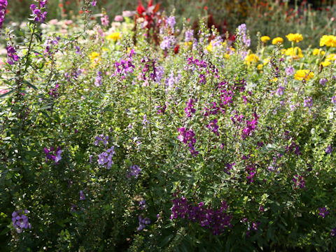 Angelonia angustifolia