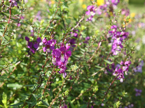 Angelonia angustifolia