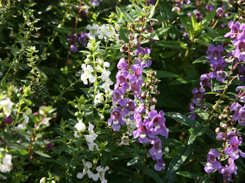 Angelonia angustifolia