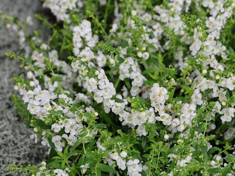 Angelonia angustifolia