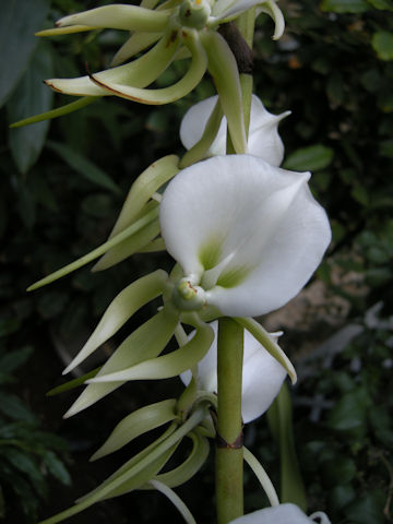 Angraecum comorense cv. Gwen Copley