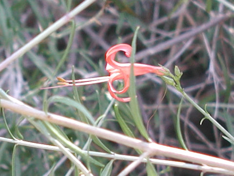 Anisacanthus quadrifidus var. wrightii