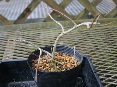 Euonymus oligospermus