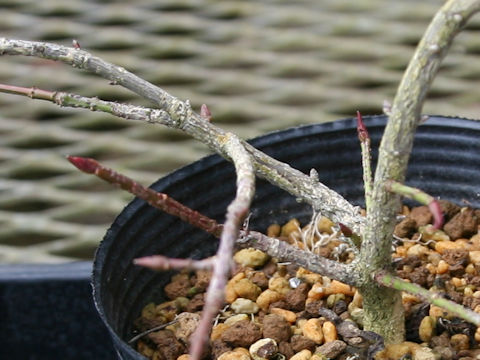 Euonymus oligospermus