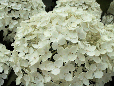 Hydrangea arborescens cv. Annabelle