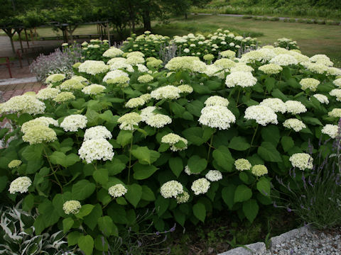 Hydrangea arborescens 'Annabelle'